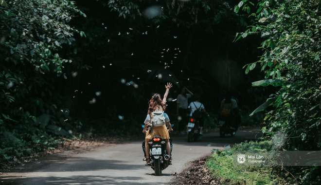 Video rừng Cúc Phương vào mùa bướm: Đẹp như một giấc mơ